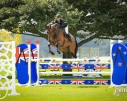 jumper Cadillac (New Zealand Warmblood, 2011, from Jokus Latour)