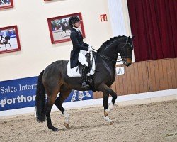 dressage horse Shy Boy (Oldenburg, 2009, from Sunny-Boy)