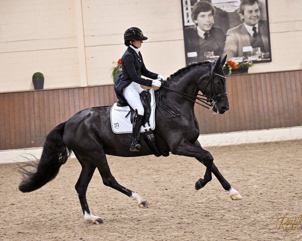 dressage horse So Dark (Hanoverian, 2007, from San Remo)