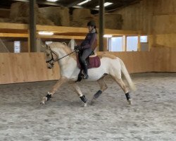 dressage horse Crivel Das Lezirias (Lusitano, 2007)