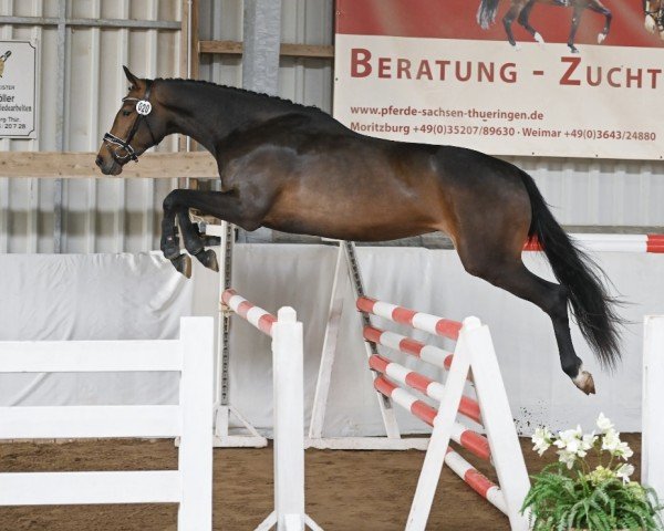 jumper Wunschkind (German Sport Horse, 2021, from Cador 5)