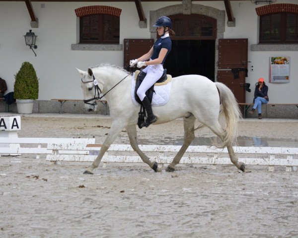 Dressurpferd Eleito Lakeland CH (Lusitano, 2009, von Uxaque)