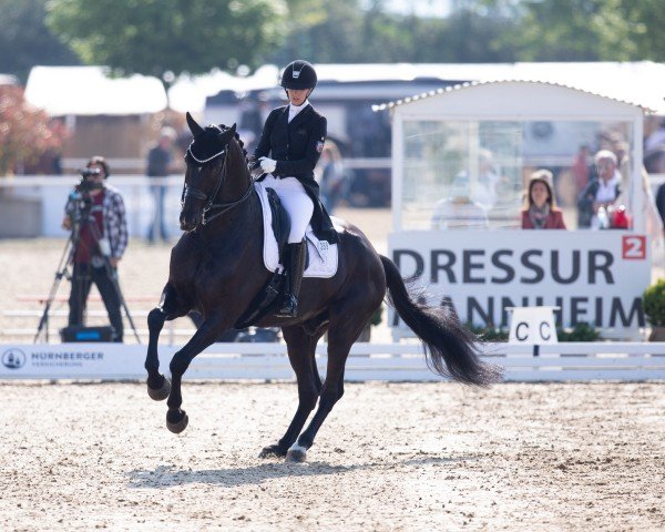 dressage horse Zack Zack VS (Oldenburg, 2008, from Zack)
