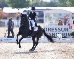 dressage horse Zack Zack VS (Oldenburg, 2008, from Zack)