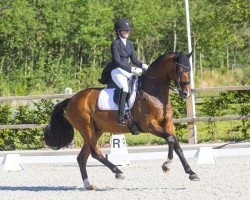 dressage horse Simple Choice (Rhinelander, 2007, from Sir Donnerhall I)