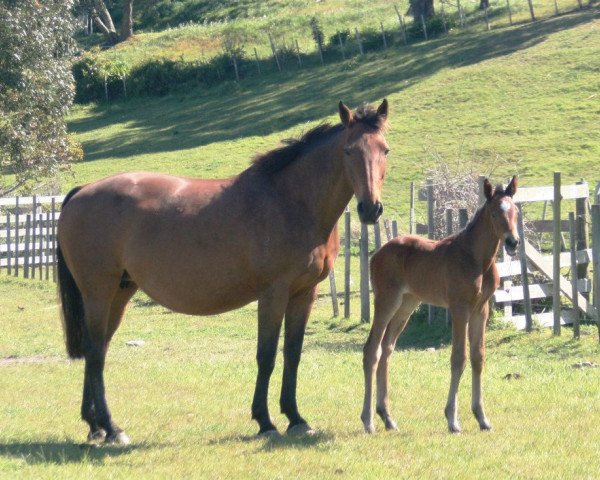 broodmare Xena (New Zealand Warmblood, 1998, from Cacao Courcelle)