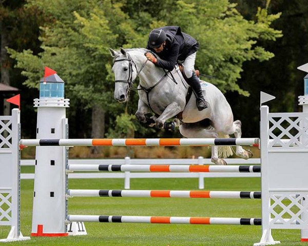 jumper Be Mine (New Zealand Warmblood, 2010, from Untouchable M)