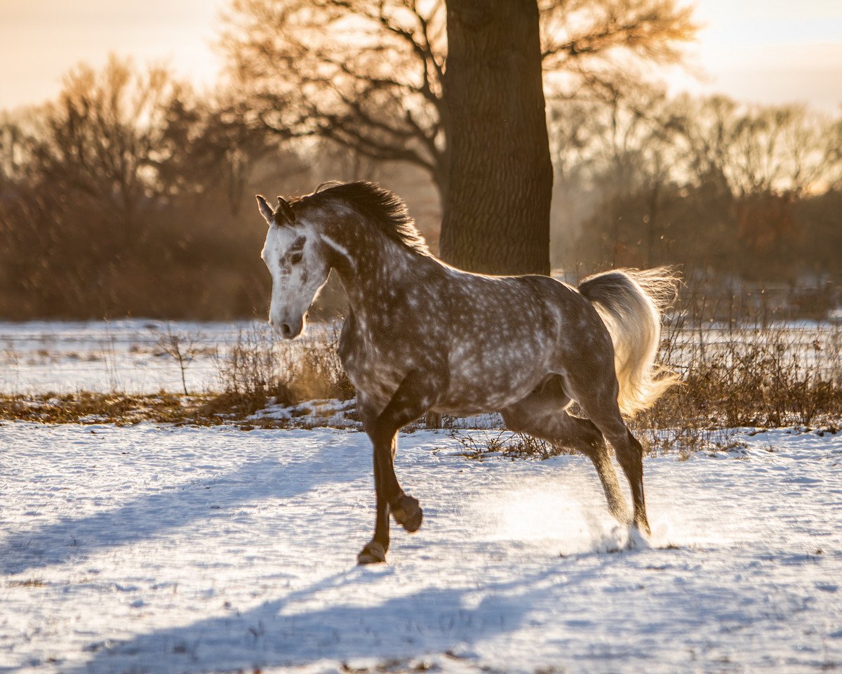 Springpferd Skippy B (Westfale, 2014, von Sir Shutterfly)