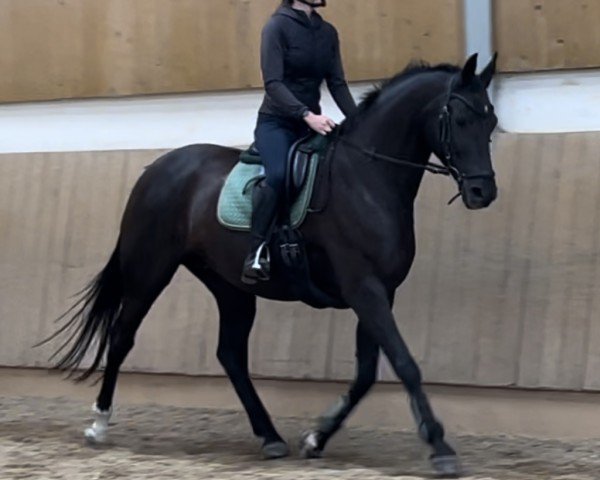 broodmare Wild Wichita (German Sport Horse, 2006, from Wind Dancer)