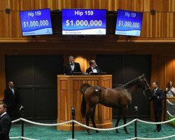 horse Stute von Curlin xx (Thoroughbred, 2018, from Curlin xx)