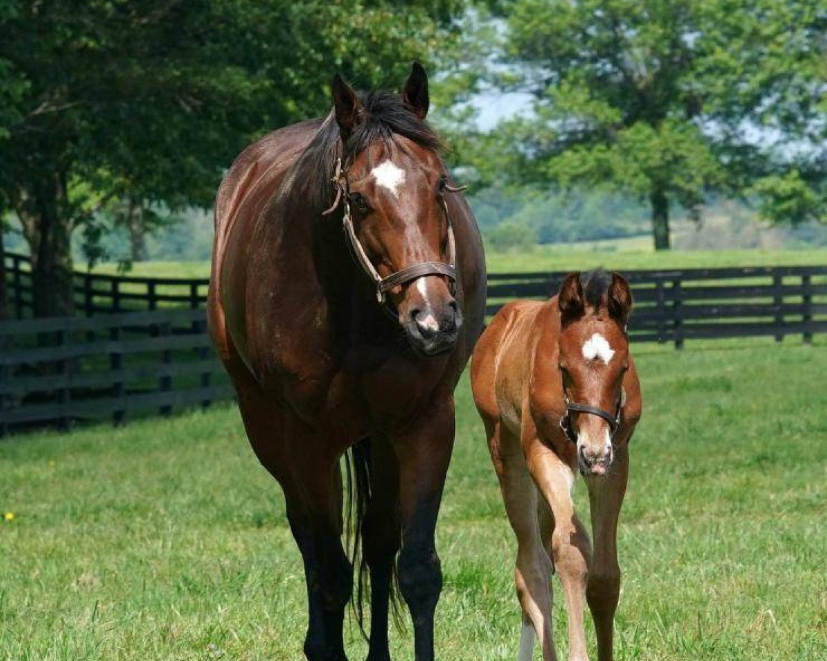 horse Stute von Into Mischef xx (Thoroughbred, 2020, from Into Mischief xx)