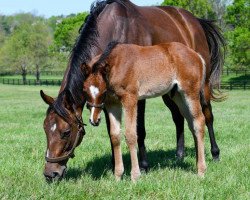 horse Hengst von Into Mischief xx (Thoroughbred, 2020, from Into Mischief xx)