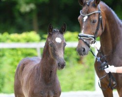 foal by Windspiel (German Sport Horse, 2024, from Boom)