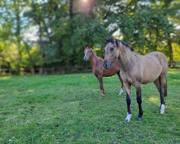 Dressurpferd Mellimara Cathy (Deutsches Reitpony, 2023, von Hilkens Dance Forever)