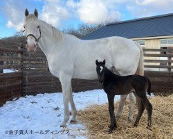 foal by Stute von Equinox xx (Thoroughbred, 2025, from Equinox xx)