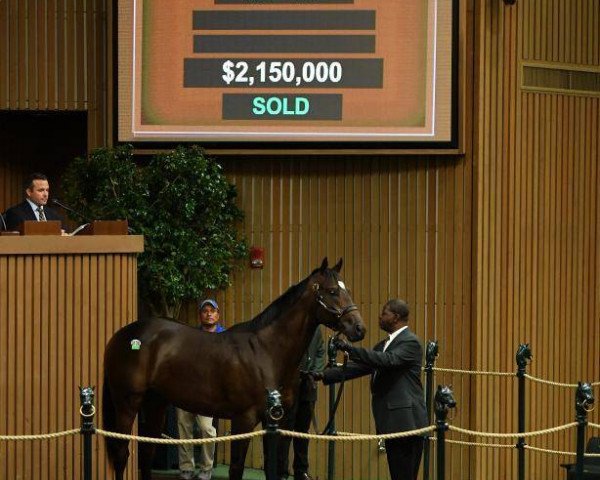 horse Alexander Valley xx (Thoroughbred, 2018, from Medaglia d'Oro xx)