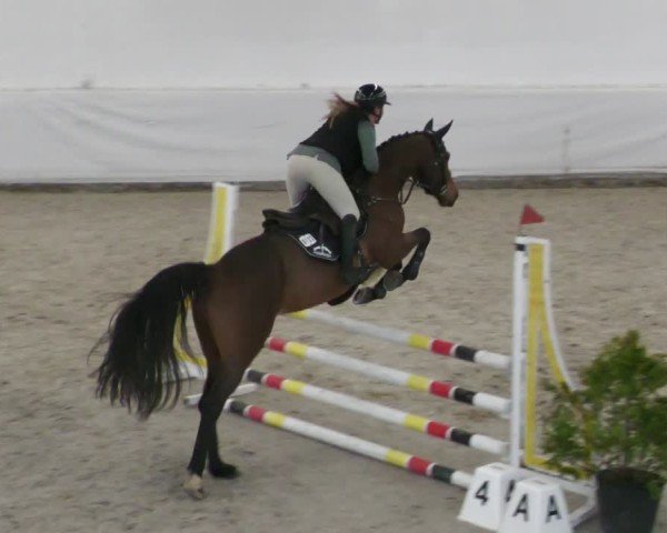 Reitturnier Zweibrücken - Halle 2025