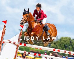 jumper Toulon (New Zealand Warmblood, 2006, from Cabdula du Tillard)