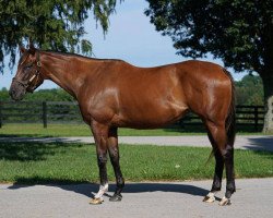 broodmare Road to Victory xx (Thoroughbred, 2015, from Quality Road xx)