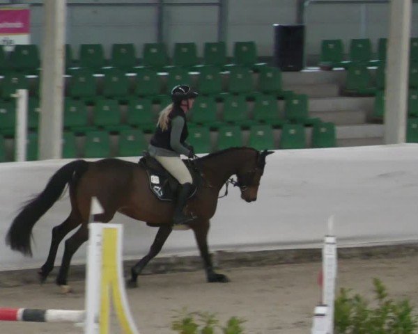 Reitturnier Zweibrücken - Halle 2025