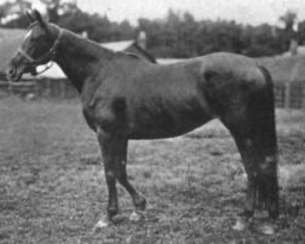 broodmare Lady Loverule xx (Thoroughbred, 1888, from Muncaster xx)