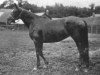 broodmare Lady Loverule xx (Thoroughbred, 1888, from Muncaster xx)