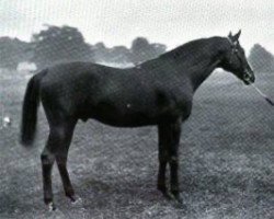 stallion Dog Rose xx (Thoroughbred, 1883, from See Saw xx)