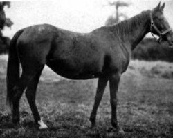 broodmare Catkin xx (Thoroughbred, 1892, from Dog Rose xx)