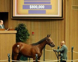 horse Finally The One xx (Thoroughbred, 2017, from American Pharoah xx)