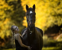 horse Cascavel (Westphalian, 1993, from Casaretto)