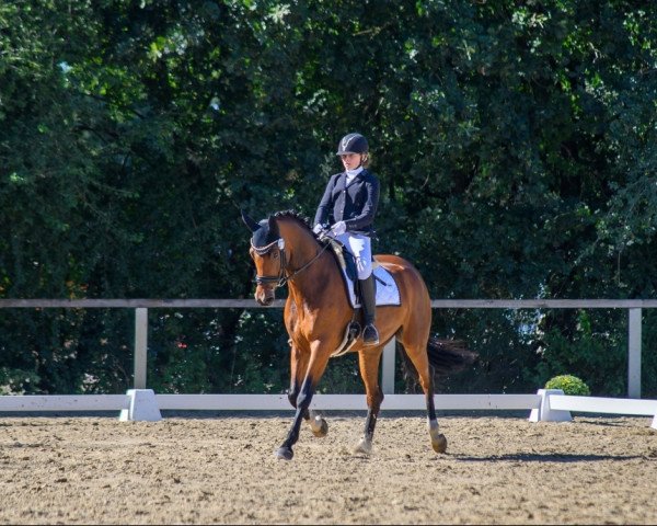 dressage horse Bibi de Freese (Westphalian, 2015, from Baccardi)