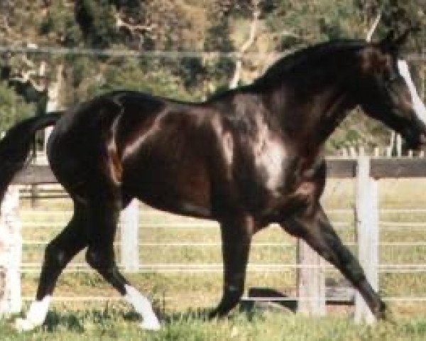 stallion Edelhart D85 (Belgian Warmblood, 1981, from Joli Coeur)