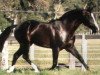 stallion Edelhart D85 (Belgian Warmblood, 1981, from Joli Coeur)