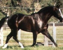 stallion Edelhart D85 (Belgian Warmblood, 1981, from Joli Coeur)