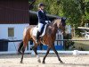 dressage horse Frizzante 6 (Hanoverian, 2010, from For Compliment)