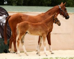 broodmare Nite Club Queen (New Zealand Warmblood, 2000, from Rox de la Touche)