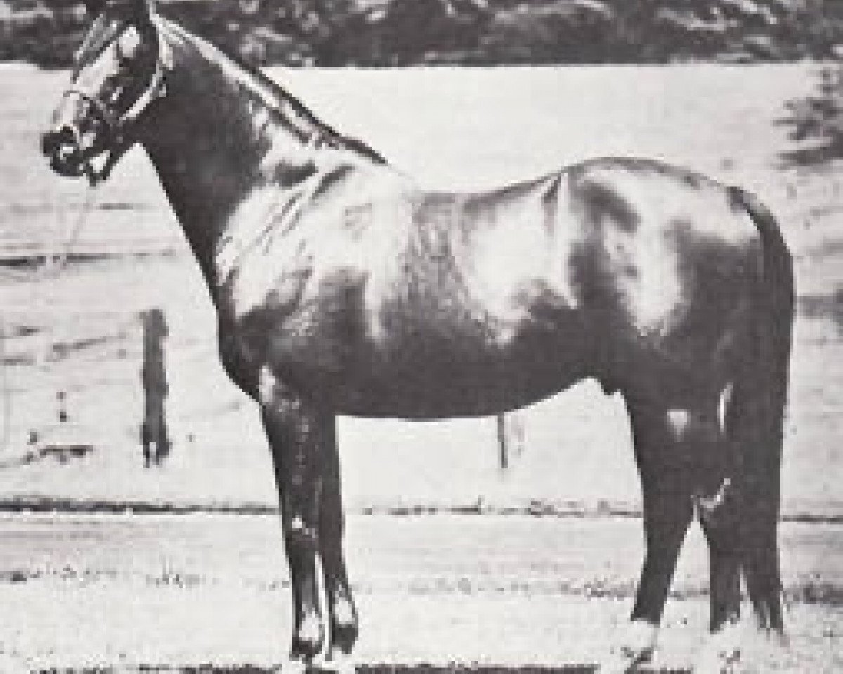 stallion Gun Shot xx (Thoroughbred, 1953, from Hyperion xx)