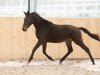 dressage horse Faramarz 3 (Hanoverian, 2017, from Tannenhof's Fahrenheit)