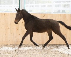 dressage horse Faramarz 3 (Hanoverian, 2017, from Tannenhof's Fahrenheit)