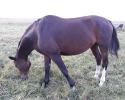 broodmare Land Girl (Mecklenburg, 2007, from Land-Boy)