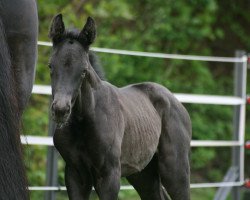 dressage horse Inola (Hanoverian, 2021, from In My Mind NRW)