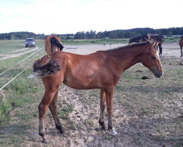 Zuchtstute Queen (Deutsches Sportpferd, 2018, von Quinesto)