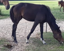 broodmare Qumaira (German Sport Horse, 2018, from Quinesto)