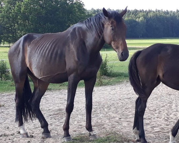 broodmare Monnlight (German Sport Horse, 2011, from Montario)