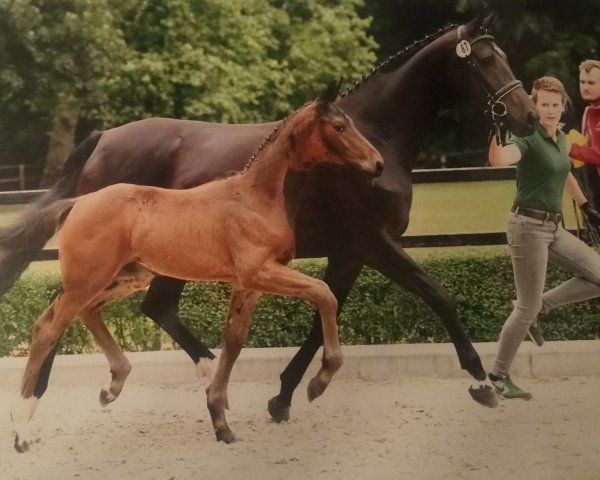 Dressurpferd Quirin (Hannoveraner, 2020, von Q-Sieben OLD)