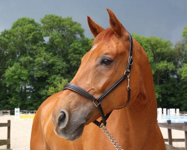 Dressurpferd Cantinero Royal (Oldenburger Springpferd, 2007, von Casio)