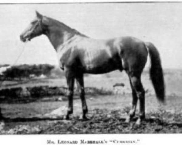 stallion Cyrenian xx (Thoroughbred, 1894, from Saint Simon xx)
