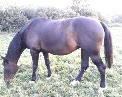 broodmare Classica 17 (Holsteiner, 2007, from Carentan)