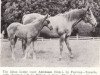 broodmare Anteroom xx (Thoroughbred, 1937, from Fairway xx)