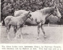 broodmare Anteroom xx (Thoroughbred, 1937, from Fairway xx)